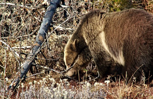 Ashton Cabin | Teton View Lodge