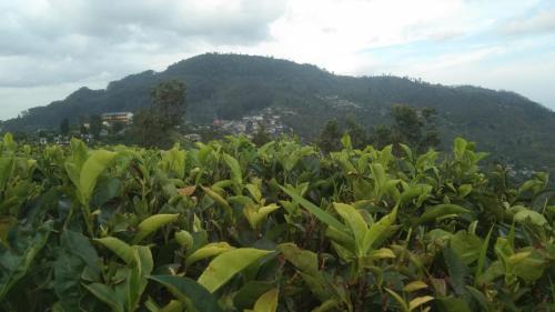 Haputale House | The bawa guest Inn