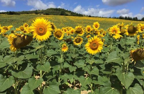 Salvagnac Ski Chalet | The Cabin