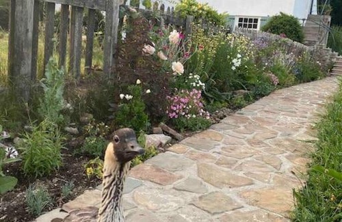 Mawr Apartment | The Little Grebe