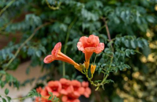 Moimenta da Beira Villa | The Mill Retreat with Pool & BBQ by Portugal Active