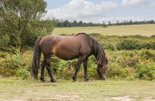 Watchet House | THE WAGTAILS (NO3), character holiday cottage in Watchet