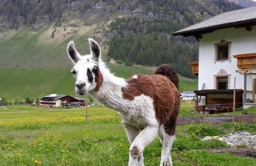 Schmirn Apartment | Thumeserhof