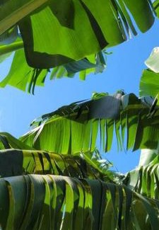Saint-Benoit Apartment | Ti coin jardin