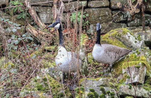 Beeley Cottage | TISSINGTON, family friendly, with a garden in Two Dales
