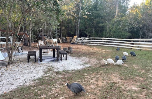 Tallahassee RV Rental | Tootsy Large group tent Stay Farms