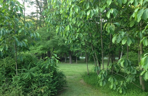 Great Cacapon Cabin | Top Rated Mountain River Cabin: Hot Tub, WiFi, Fish, Hike, Kayak, Relax!