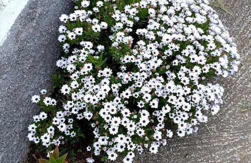 Skala Kallonis Apartment | TRADITIONAL STUDIOS IN NATURE'S BEAUTY, FOR RELAXING FAMILY HOLIDAYS