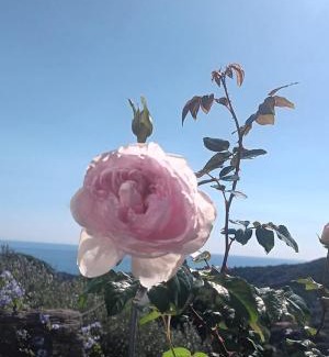 Celle Ligure Apartment | TraMonti e Mare, vista mare giardino, la casa che in ogni stagione si trasforma!