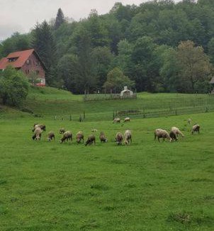 Sarsoni Other | Treehouse KUPARI Nacionalni park Risnjak