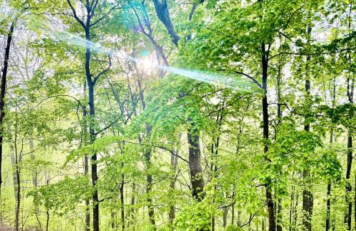 Tullahoma House | Turkey Creek Cabin Rentals #1 at Tims Ford lake Tullahoma