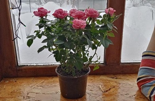 Kamennomostskiy House | U Nasti Guesthouse