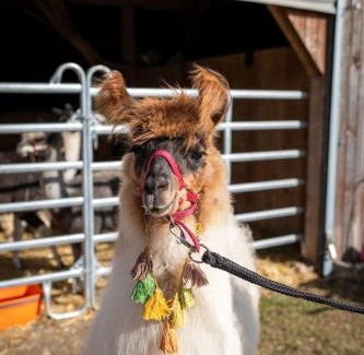 Meikirch House | Uelis-Stoeckli Gästezimmer mit Billard und Lamatrekking