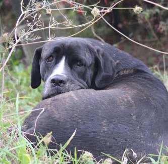 Sulniac Bed & Breakfast | Une roulotte et des chevaux