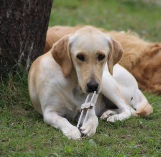 Sulniac Bed & Breakfast | Une roulotte et des chevaux