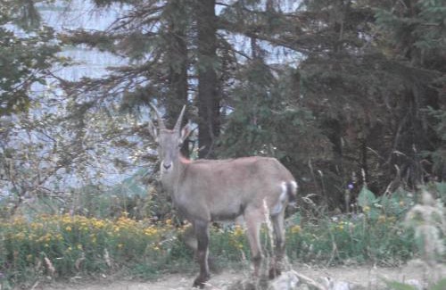 Motiers Apartment | VDT Vacances