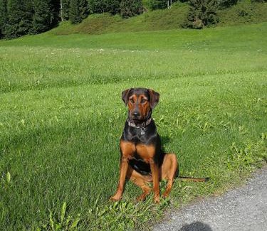 Sankt Johann in Tirol Apartment | Velbenhof