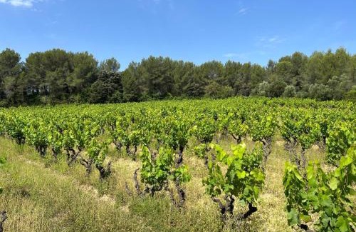 Saint-Clement-de-Riviere House | Villa 13 personnes - 1 hectare de parc naturel - piscine