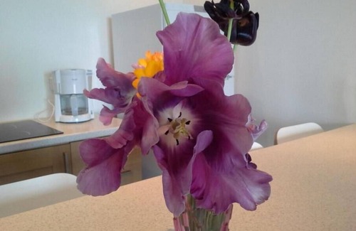 Solenzara Villa | Villa 3 Chambres VUE Exceptionnelle Vigne ET MER Avec Piscine Chauffee