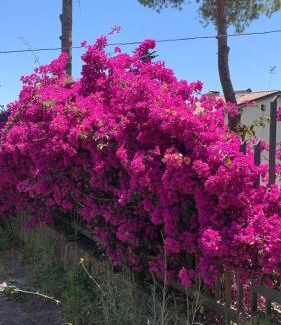 Casal Velino House | Villa Panorama