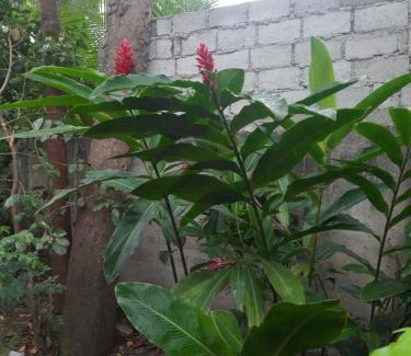 Unawatuna Apartment | Villa Pilseli