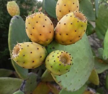 Corigliano Calabro House | Villa Rita