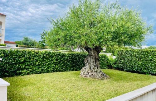 Musalez Apartment | Villa Ulivo Apartments