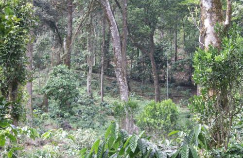 Madikeri House | vintage Pearl Estate Stay