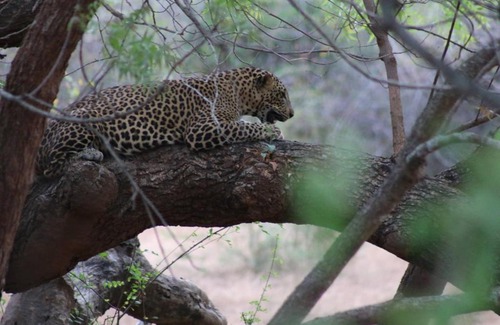 Kataragama Cabin | Wadula Safari - Yala