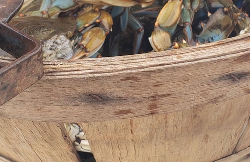 Fort Howard Cottage | Waterfront cottage on the Chesapeake Bay located 5 minutes from two state parks.