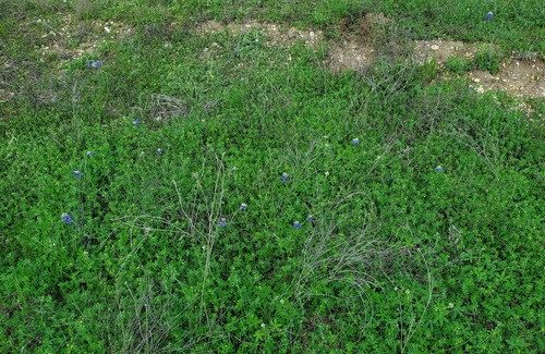 Georgetown House | West Point on San Gabriel