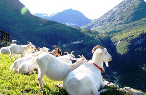 Geiranger House | Westerås Gard