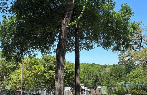 South Lamar House | Whimsical downtown Austin townhome nestled in the trees, but centrally located