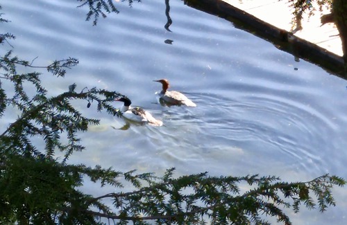 Trent Lakes Cottage | Whispering Pines