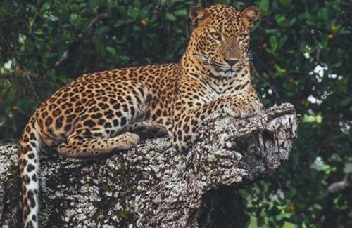 Yodakandiya Hotel | White House Inn