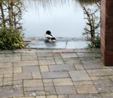 Giethoorn Ski Chalet | Wuivend Riet gelegen op Resort Venetie