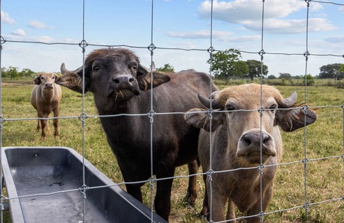 Damon House | Yo-Leven Ranch - exotic animal ranch with a six bedroom barndominium!