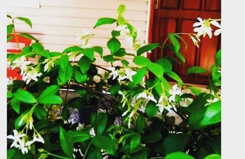 Cavuskoy Bed & Breakfast | Yolda cafe bungalow