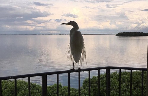 Tierra Verde Condo | Your Waterfront Piece of Paradise Awaits! Enjoy a gorgeous water view sunrise