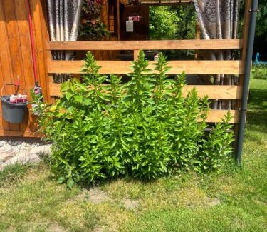 Ostrow Wielki Apartment | Zacisze u Ani