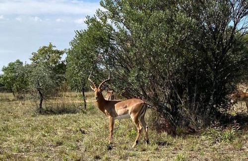 Leeupoort Villa | Zebula Golf and Wildlife Estate - Bushveld Bliss Pax 14 - Moi Signature Luxury villa