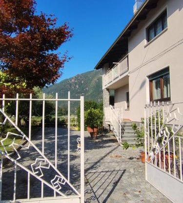 agrifoglio