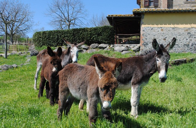 Agriturismo Tenuta Serpepe - Papavero