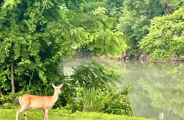 Almost Heaven at the River, a boutique 3BR/2BA retreat along the Tygart River.