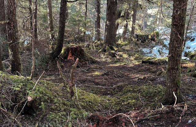 Amazing Campsite in Seward