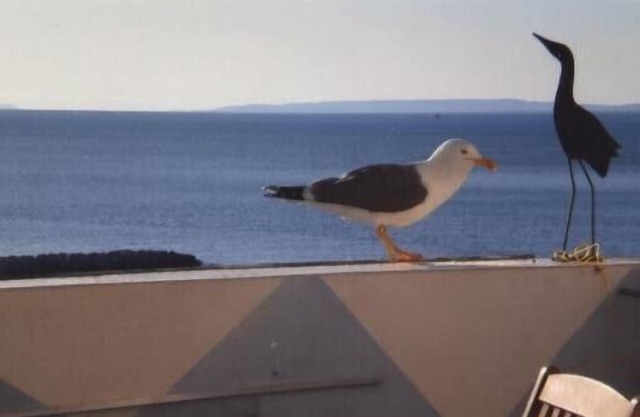 Apartment Le Goeland on the beach air conditioning+ internet+ secure parking