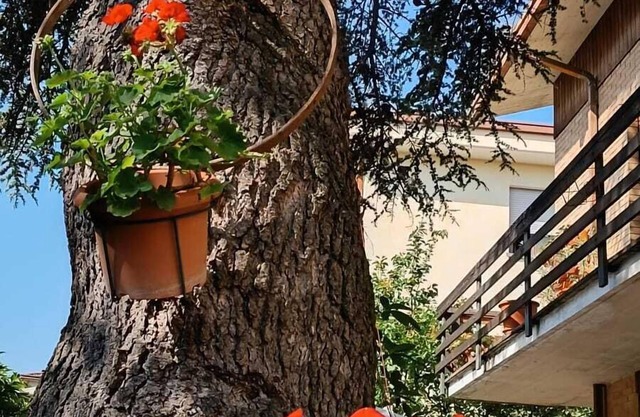 B&B Il Cedro