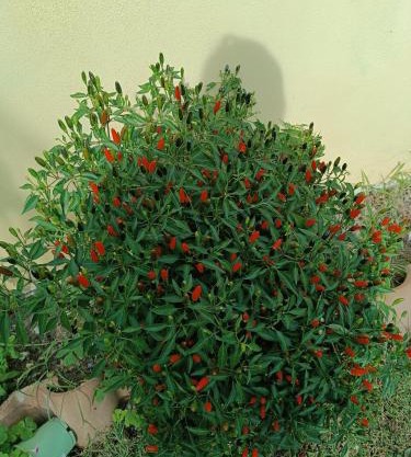 bb casa vacanza il villaggio