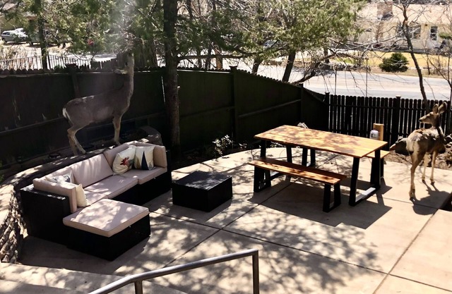 Beautiful 3 BR Cottage in Cheyenne Canon-Minutes from trails, Broadmoor and zoo!