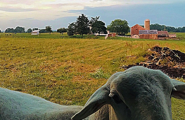 Beautiful farm property "Dawdi House" middle of Amish Country